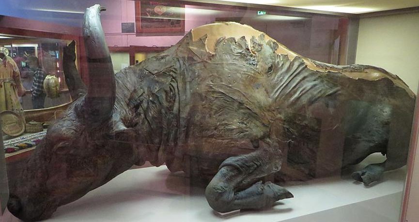 Il bisonte al museo